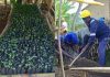 Sud-Kivu : à Buyumbu, une pépinière communautaire mise sur les femmes et les jeunes pour relancer la production agricole